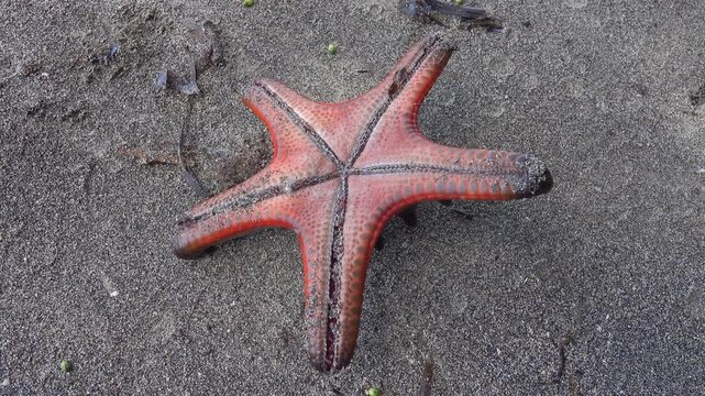 Horned starfish, chocolate star Protoreaster nodosus from the Sulawesi sea. The spikes are used to deter (shatter upon contact) possible predators. Sulawesi Island. Bottom view