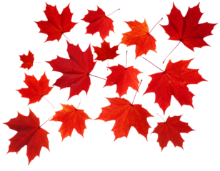 Crisp Red Maple Leaves in Diagonal Flight with Sky Reflections, Photorealistic Look, Isolated PNG