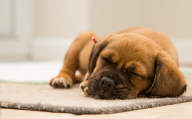 Adorable puppy peacefully sleeping on a soft rug, capturing pure innocence and comfort