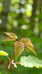 Two dragonflies on a vibrant leaf