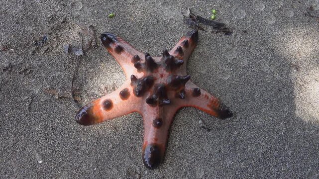 Horned starfish, chocolate star Protoreaster nodosus from the Sulawesi sea. The spikes are used to deter (shatter upon contact) possible predators. Sulawesi Island. Top view