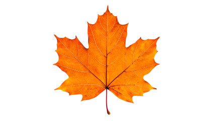 Obraz premium Vibrant Orange Maple Leaf: Autumnal Design Element, Isolated on Black Background