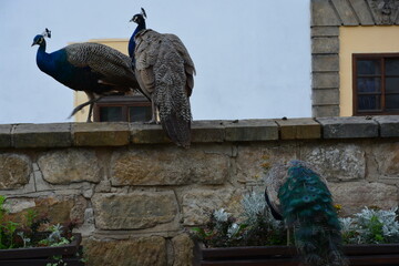 A group of three majestic peacocks interact in a historic setting, with two perched on a stone wall...