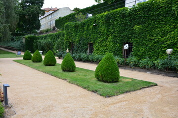 A serene formal garden with a row of perfectly shaped topiary shrubs on a manicured lawn next to a wall of dense green ivy