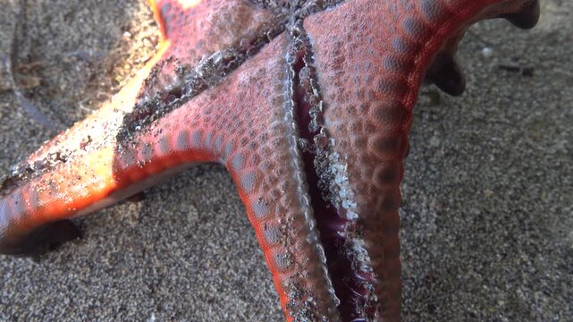 Horned starfish, chocolate star Protoreaster nodosus from the Sulawesi sea. The spikes are used to deter (shatter upon contact) possible predators. Sulawesi Island. Bottom view