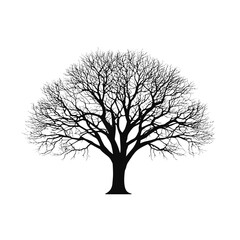 Obraz premium Leafless tree silhouette 
