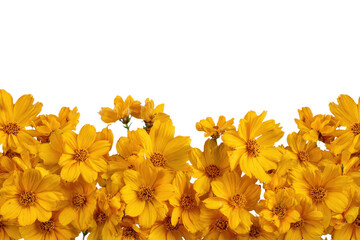 yellow flowers border isolated on transparent