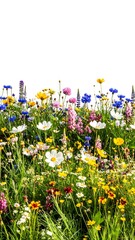 Vibrant meadow flowers