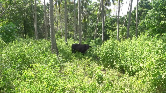 Small buffalo in the rainforest with pinang (Areca catechu). Maybe anoa (Bubalus depressicornis). Bunaken national park, north Sulawesi. It is endemic to the Indonesian island Sulawesi.