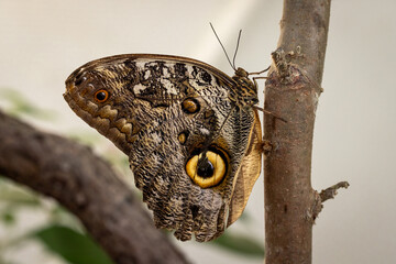 Beautiful butterfly Morpho peleides in exotic forest in summer.