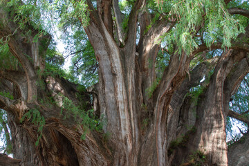 Tule Tree in Santa Maria del Tule
