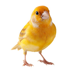 Obraz premium Png of a delightful yellow canary bird stands gracefully, isolated on transparent background, showcasing its vibrant plumage and delicate features
