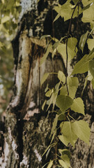 tree in the forest