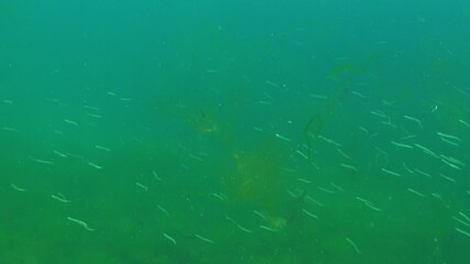 Mediterranean sand eel Gymnammodytes cicerelus, large flock of small fish above the seabed