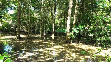 An impassable swamp. Swampy rainforest. A tropical forest swamp, forest bog with old tall-trunked trees of the pokossin type. North Sulawesi, Bunaken, Indonesia