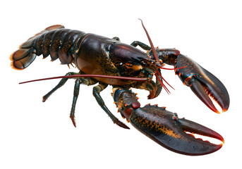 Fresh lobster seafood isolated on white or transparent background. PNG