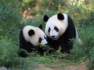 Obraz premium Two giant pandas, one adult and one cub, are playfully interacting in a lush green habitat filled with bamboo, showcasing their natural behavior and bond in a serene environment
