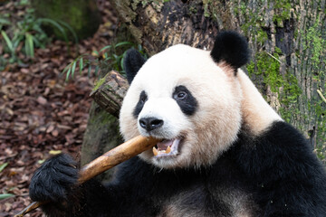 Obraz premium Close up Sweet Female Panda, Mei Lan aka Rou Rou , Panda Valley, China