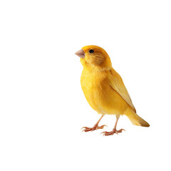 Png of a vibrant yellow canary bird stands gracefully, isolated on transparent background, showcasing its bright plumage and charming presence in a simple composition