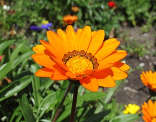 Vibrant orange flower in garden setting