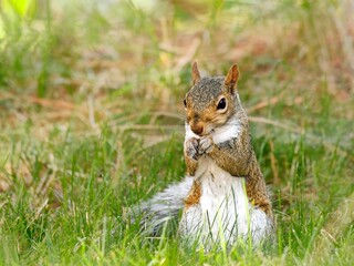 Obraz premium Squirrel in the grass eating.