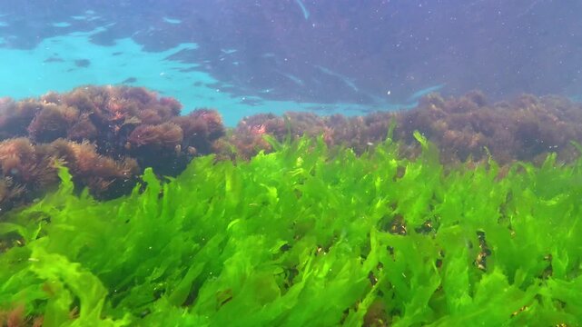 Black Sea algae, green algae Ulva Enteromorpha grow and sway on rocks near the shore