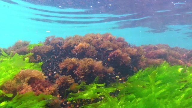 Macroalgae of the Black Sea, red and green algae Ceramium, Enteromorpha, Ulva grow on rocks near the shore