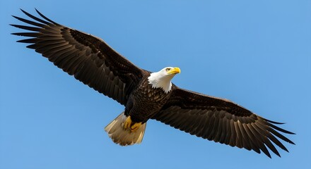 Fototapeta premium Majestic Bald Eagle in Flight Against Clear Blue Sky.