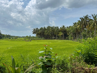 Rice field in the Sri Lankan country side.