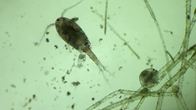 Microscopic Footage of Copepod at 100x Magnification