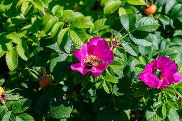 Bees collecting nectar on Rosa rugosa known as Japanese rose or Ramanas rose pink coloe flower head...