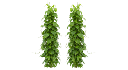 Two green plants covered in leaves standing tall against a black studio background isolated view