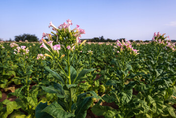 Pink tobacco flowers on field