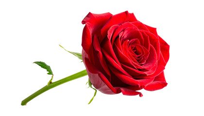 Naklejka premium Red Rose PNG, Realistic Flower Bloom, Transparent Background, Romantic Love and Beautiful Nature Design