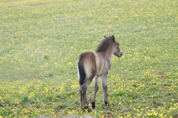 A young foal strolls through a lush green meadow scattered with yellow wildflowers. The peaceful...