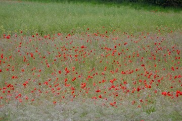 A beautiful field scattered with vibrant red poppies swaying in the breeze. The flowers contrast elegantly with the soft green grass, creating a peaceful and colorful natural landscape.