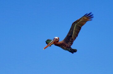 pelican in flight