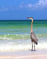 great blue heron on the beach