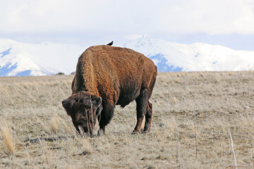 Bison on Antelope Island, Utah, in winter	