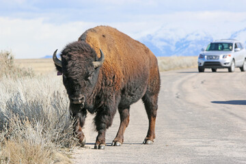 Bison crossing the road on Antelope Island, Utah, in winter	