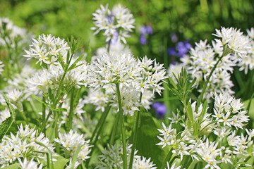 Wild garlic flowers in close up	