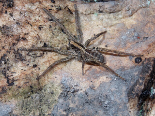 Araña serrana