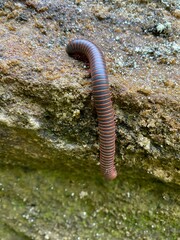 red worm crawling on rock