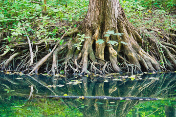 the banks of the Cybina River are covered with large trees with roots exposed by the flowing water