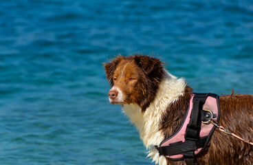 Dog standing on the Adriatic coast in summer