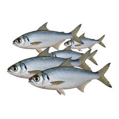 School of Silver Fish Swimming Together in Formation isolated on a white transparent background png file download.


