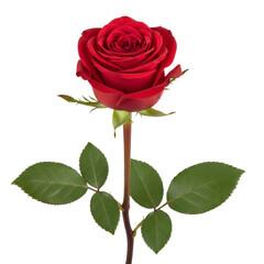 Vibrant Red Rose with Green Leaves PNG file isolated on white transparent background hd file download. 