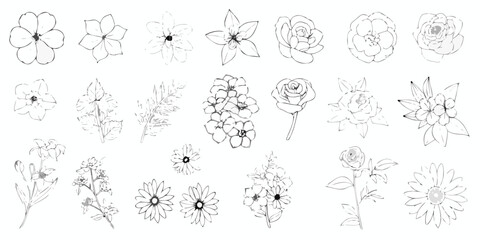 Hand- Drawn Botanical Flower Illustrations flowers
