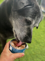 Woman offers canned tuna to large black elderly dog

