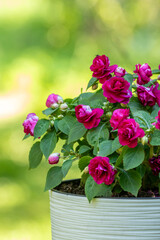 Fototapete bei efototapeten.de bestellen   